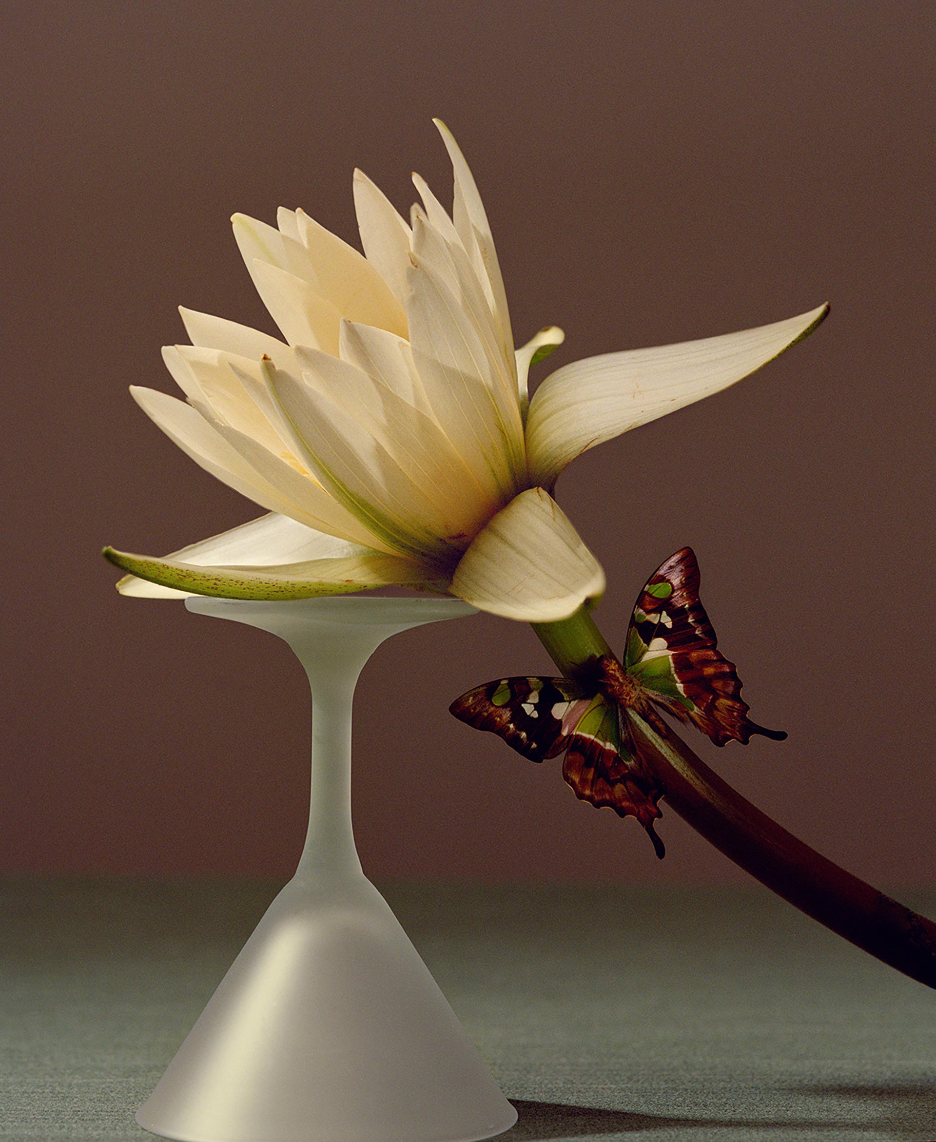 Still Life with Bugs and Shells Personal Work May, 2023 by  Lilli Waters