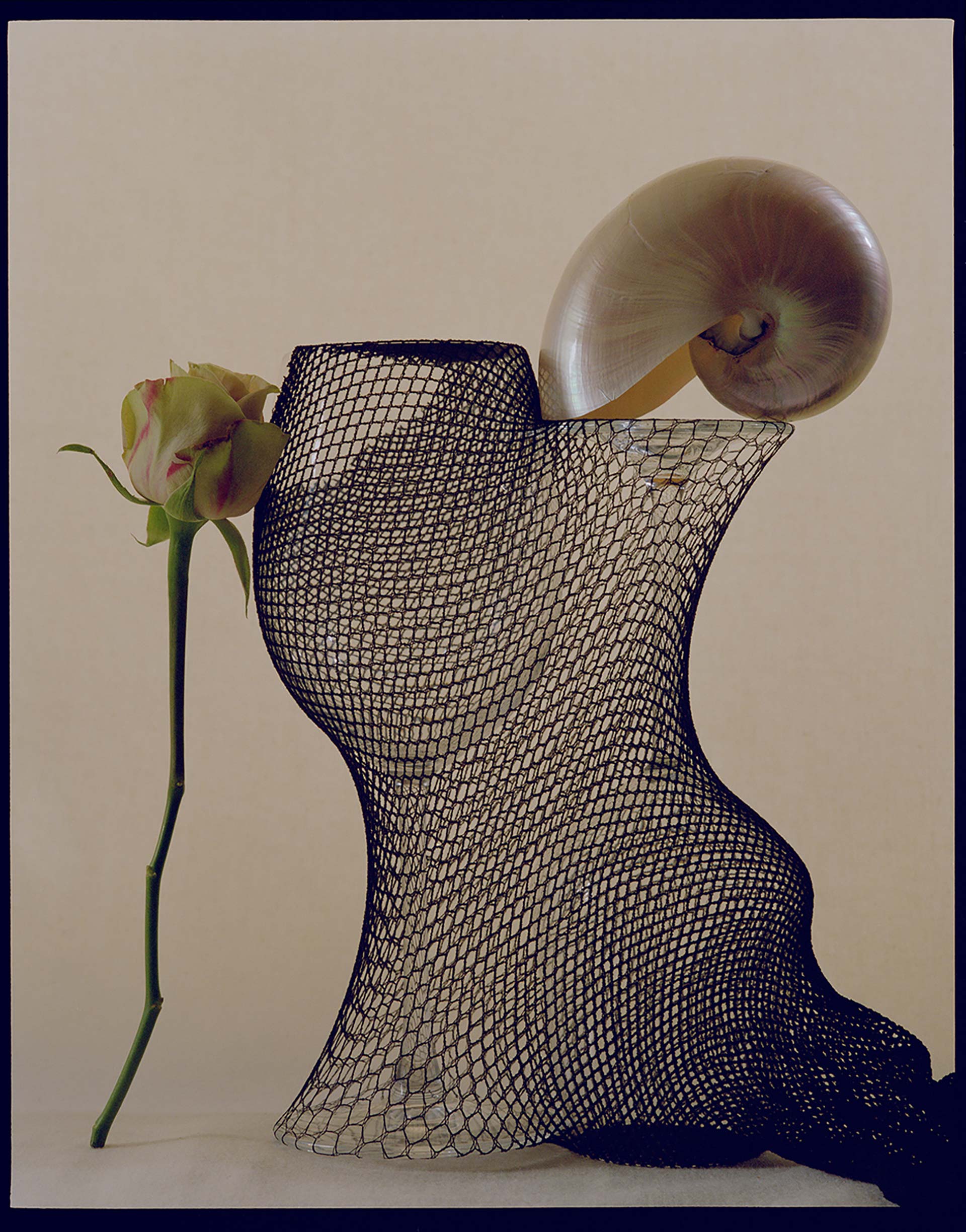 Still Life with Bugs and Shells Personal Work May, 2023 by  Lilli Waters