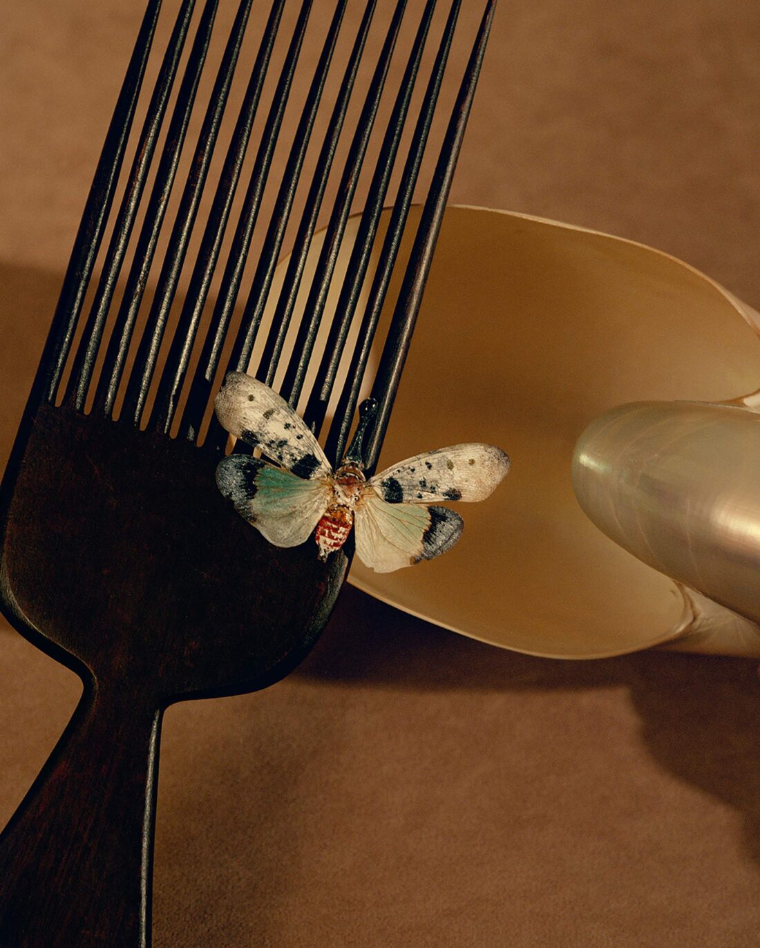 Still Life with Bugs and Shells Personal Work May, 2023 by Lilli Waters 