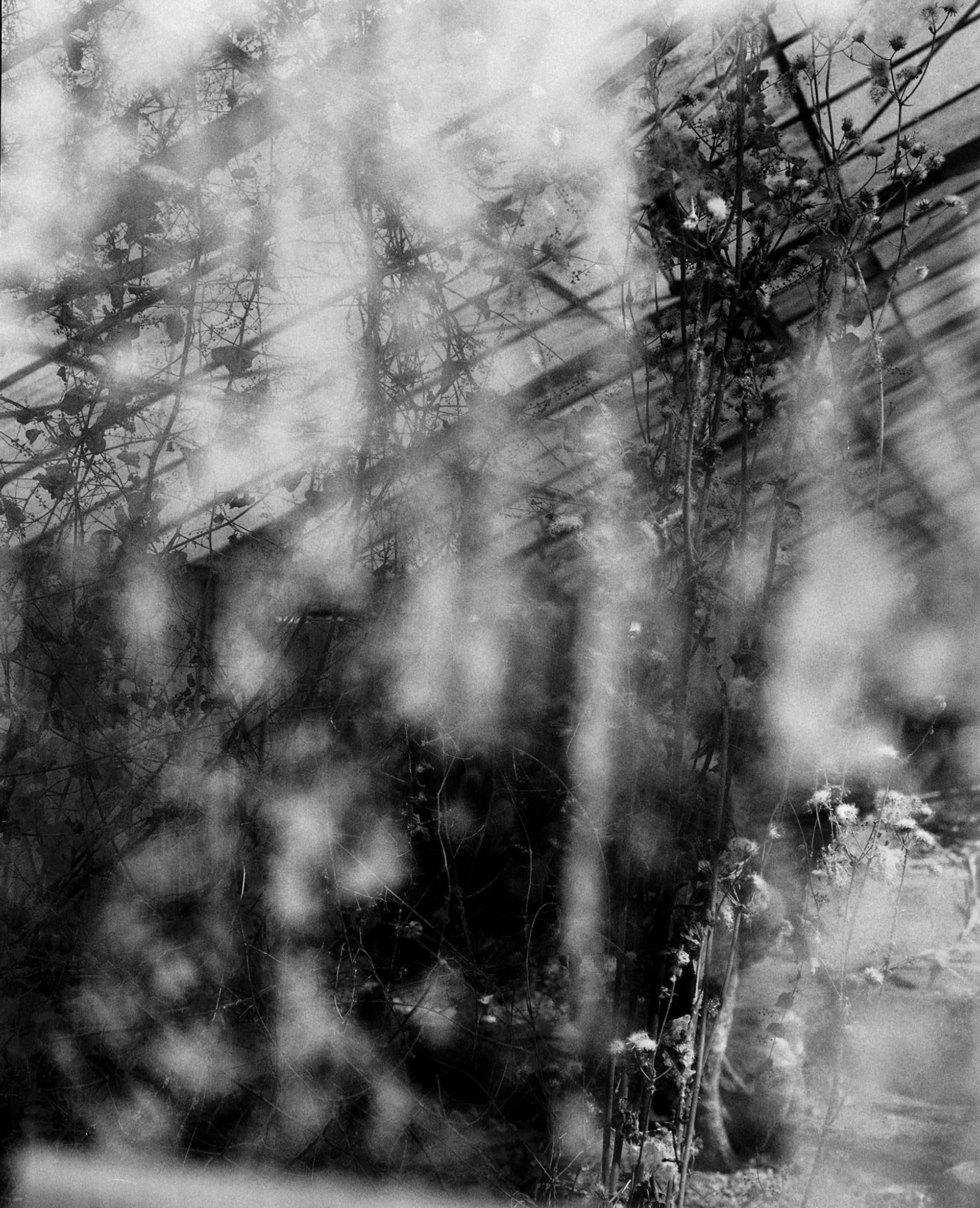 Flowers & Gardens Personal work Ongoing by  Lilli Waters