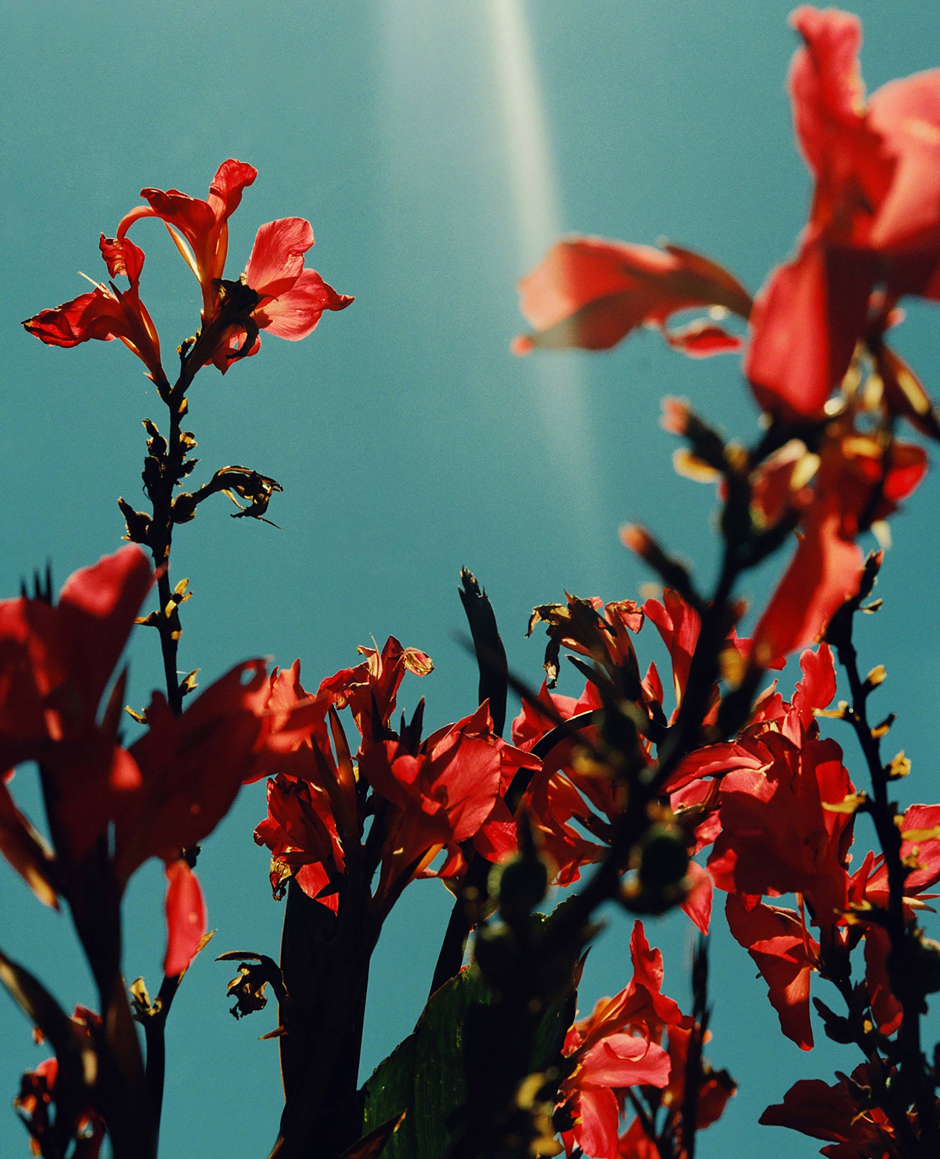 Flowers & Gardens Personal work Ongoing by  Lilli Waters