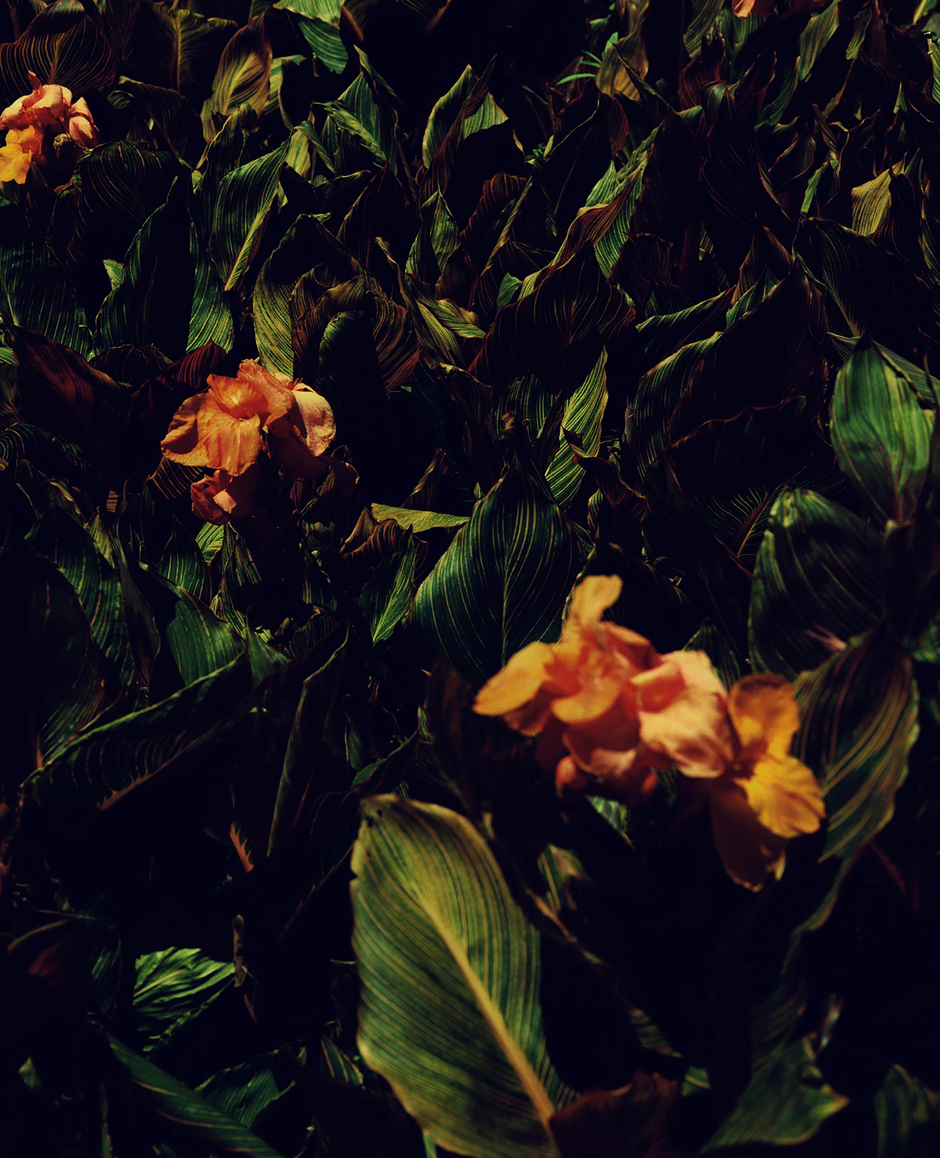 Flowers & Gardens Personal work Ongoing by  Lilli Waters