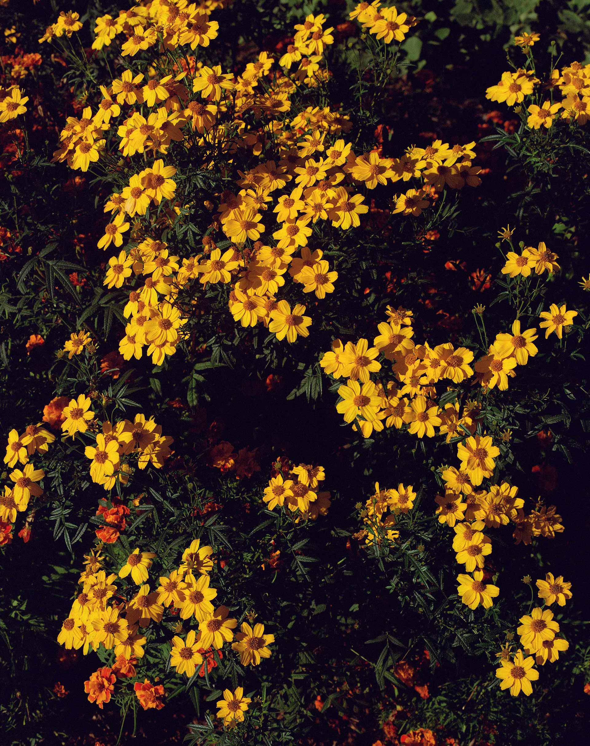 Flowers & Gardens Personal work Ongoing by  Lilli Waters