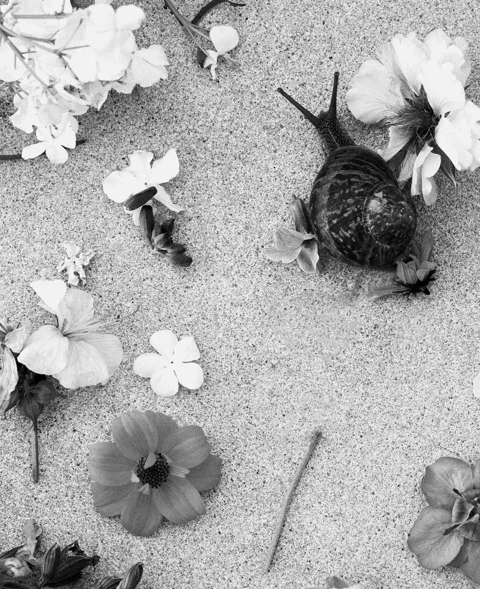 Flowers & Gardens Personal work Ongoing by  Lilli Waters