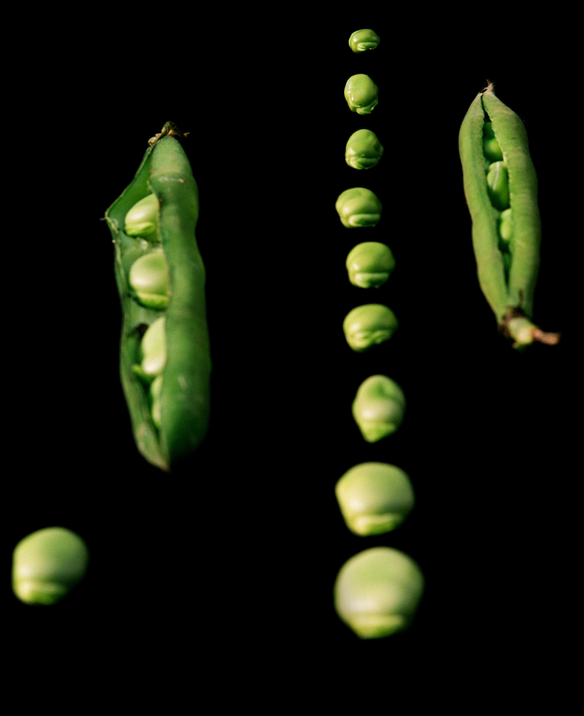 Flowers & Gardens Personal work Ongoing by  Lilli Waters