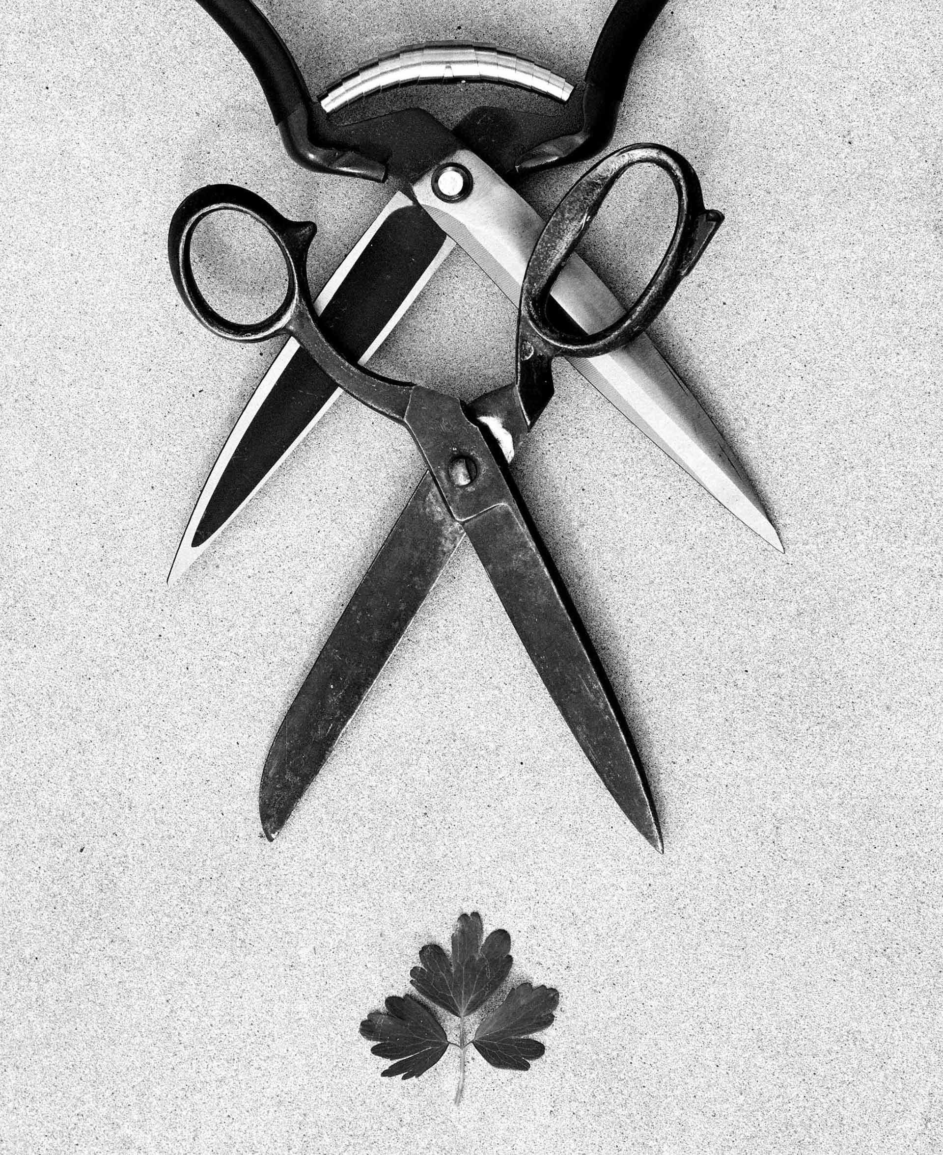 Flowers & Gardens Personal work Ongoing by  Lilli Waters