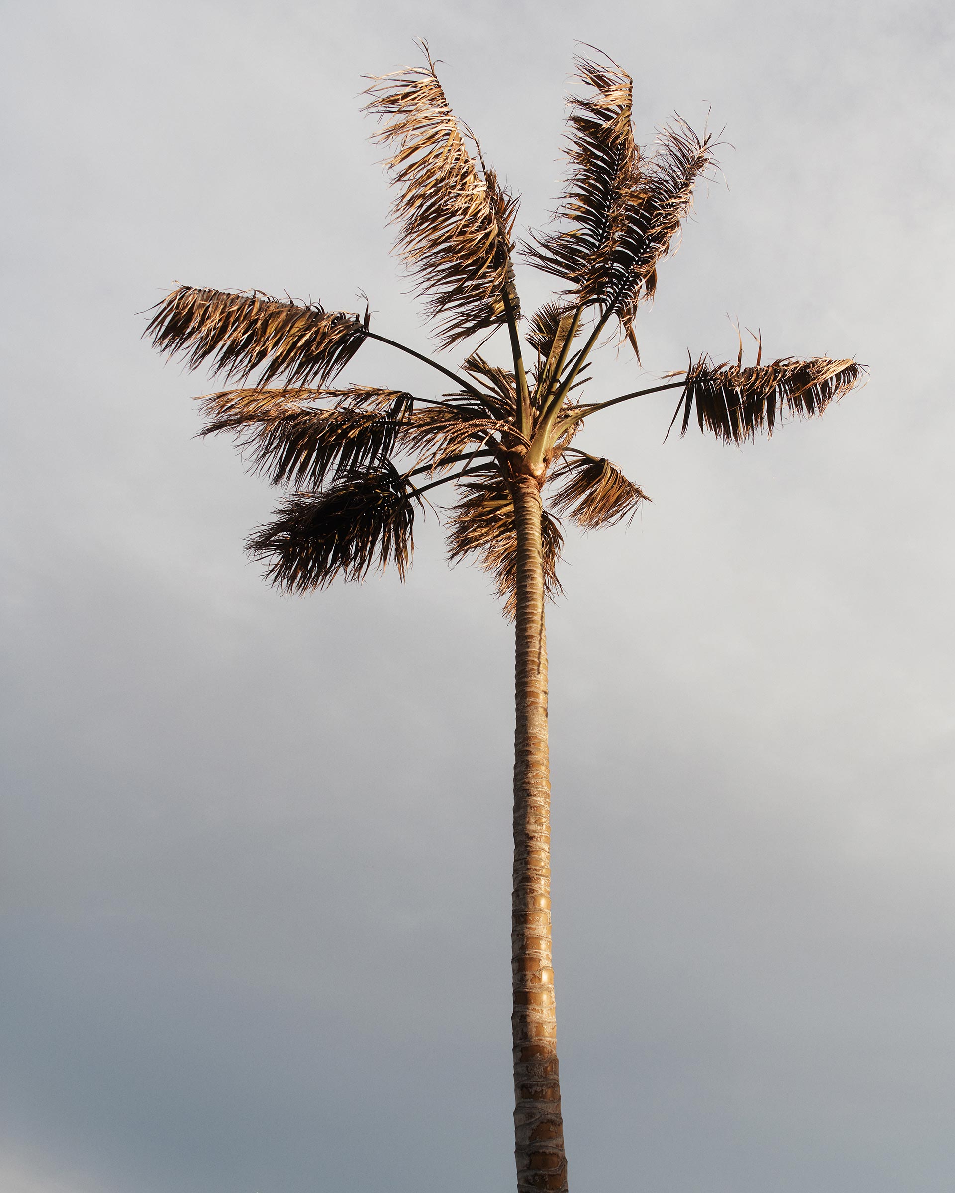 David Lawrence Summer October, 2024 by  Drew Wheeler