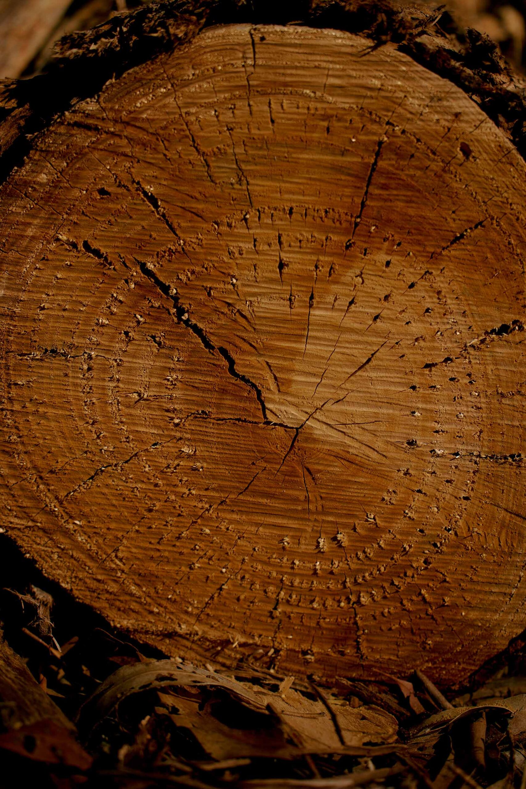 Mark Tuckey Melbourne Design Week April, 2025 by  Lilli Waters