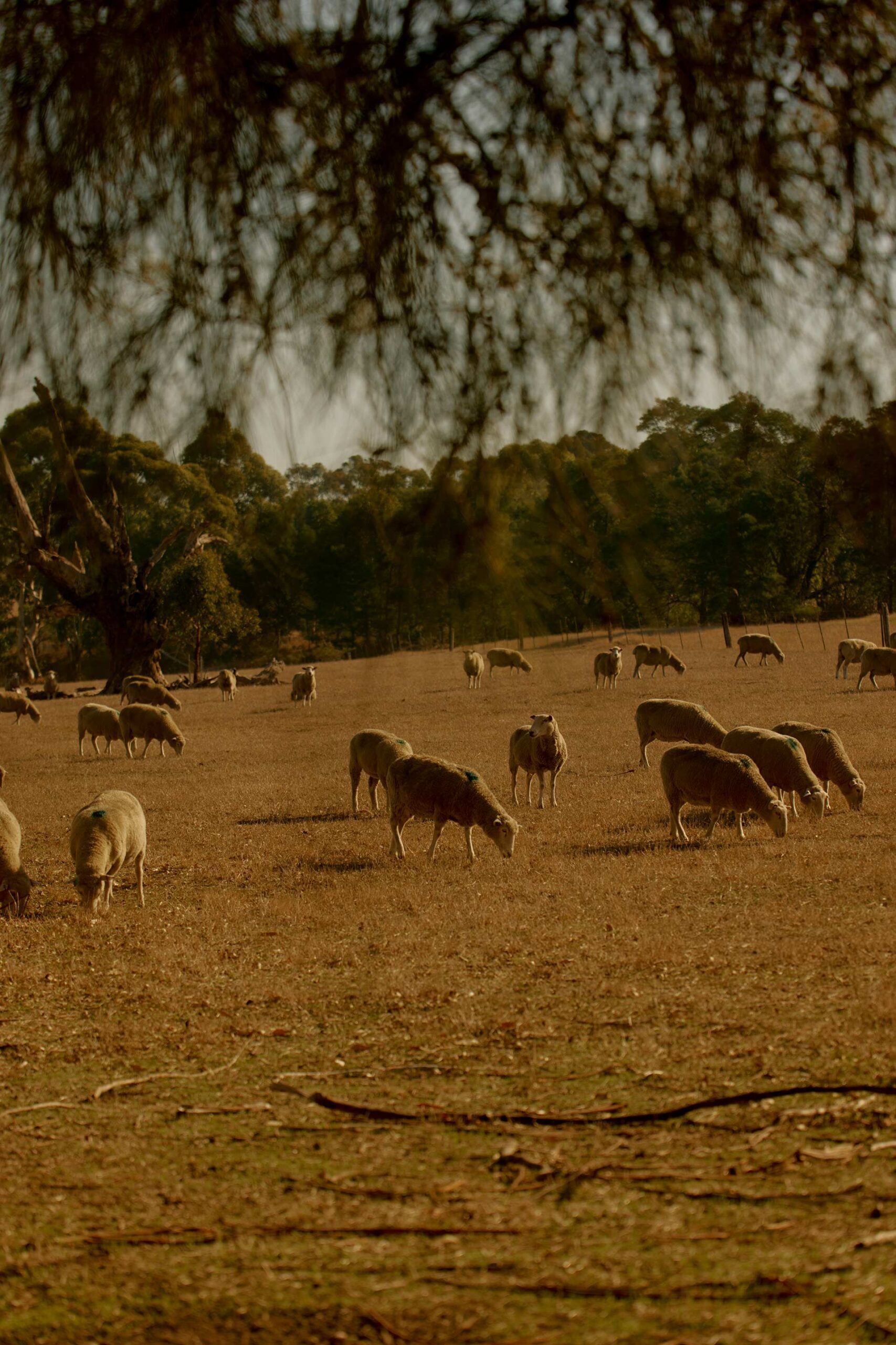 Mark Tuckey Melbourne Design Week April, 2025 by  Lilli Waters