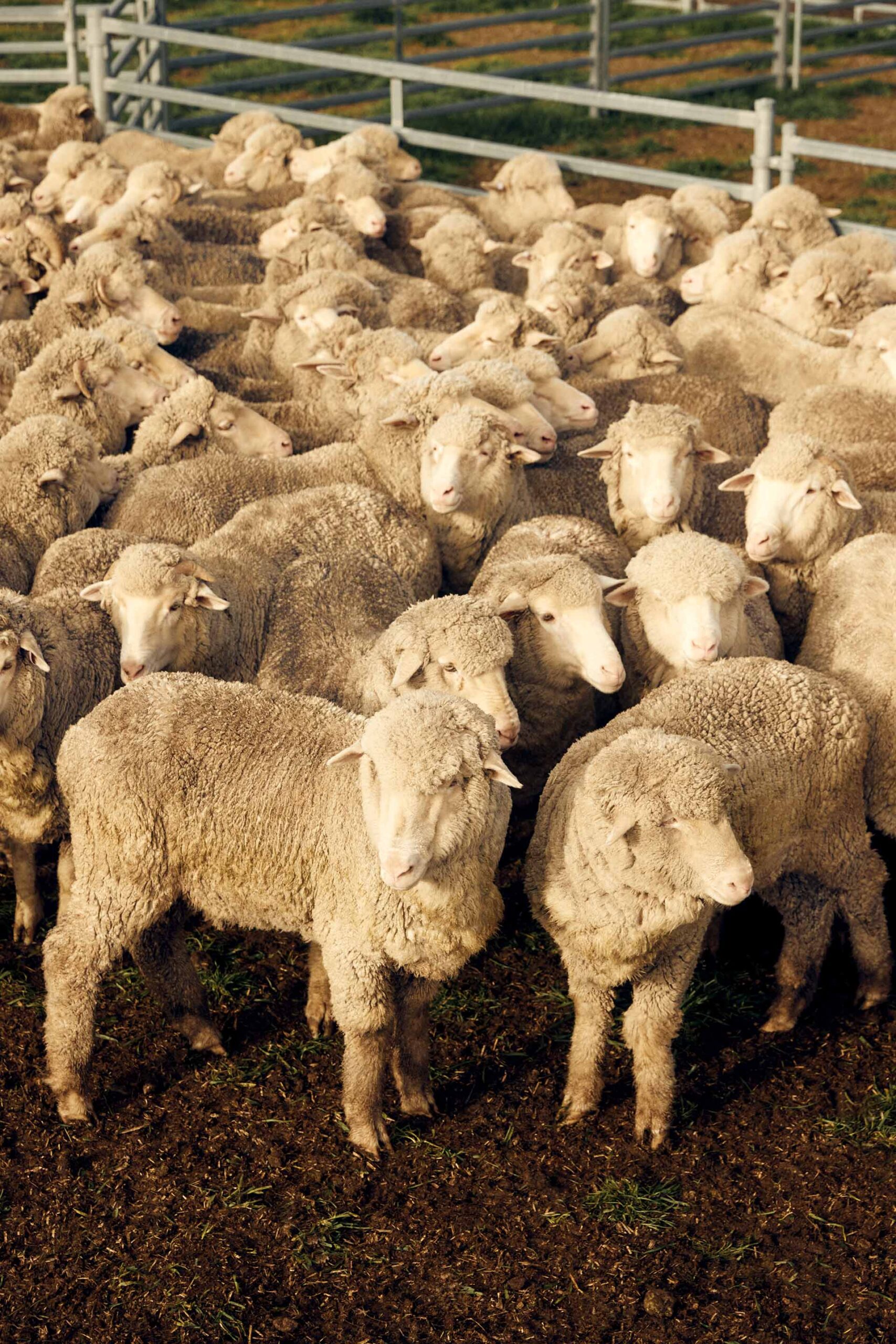 Helen Kaminski AW 22 October, 2022 by  Lilli Waters