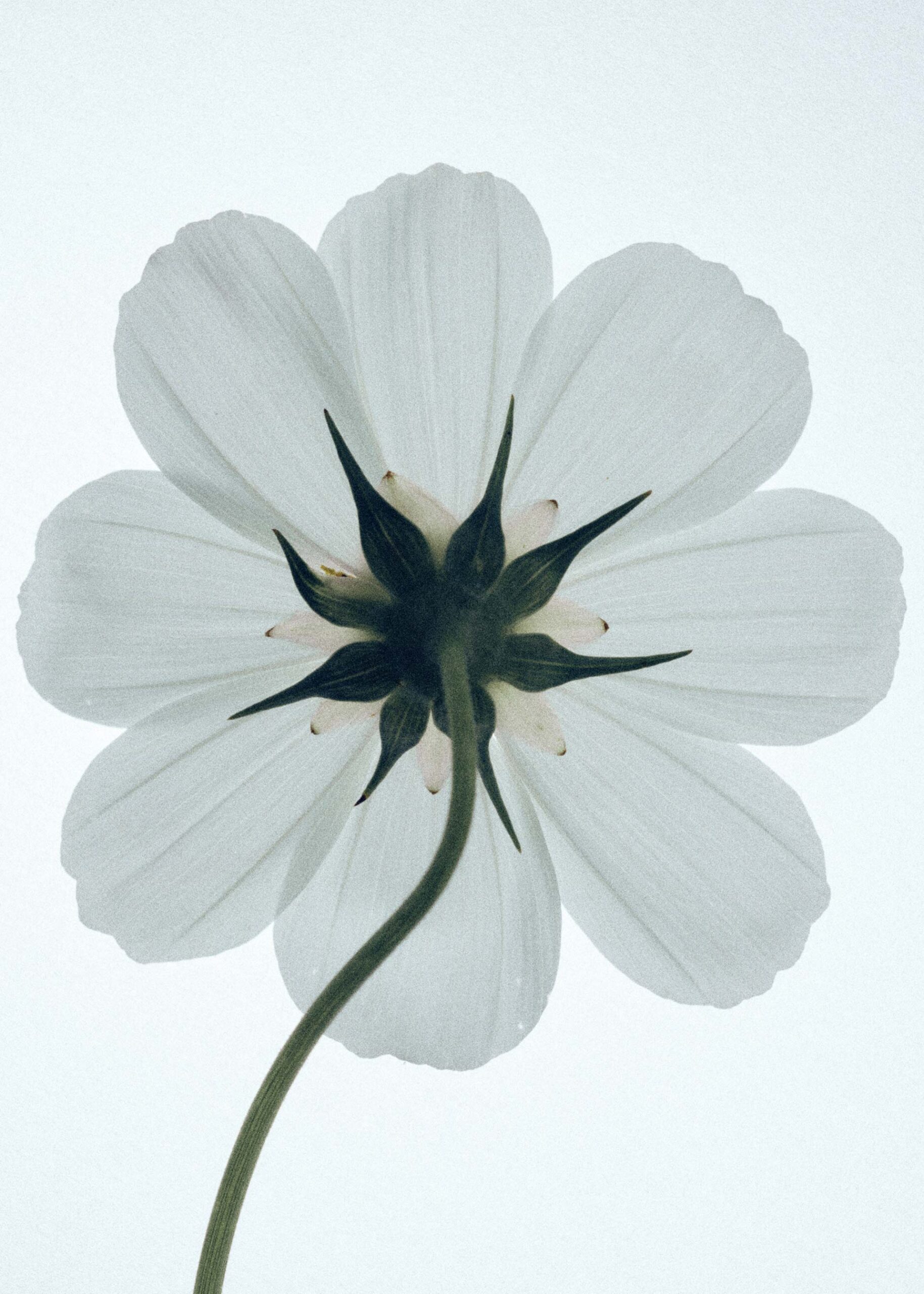 Personal Work Emmi November, 2025 by  Rahel Weiss