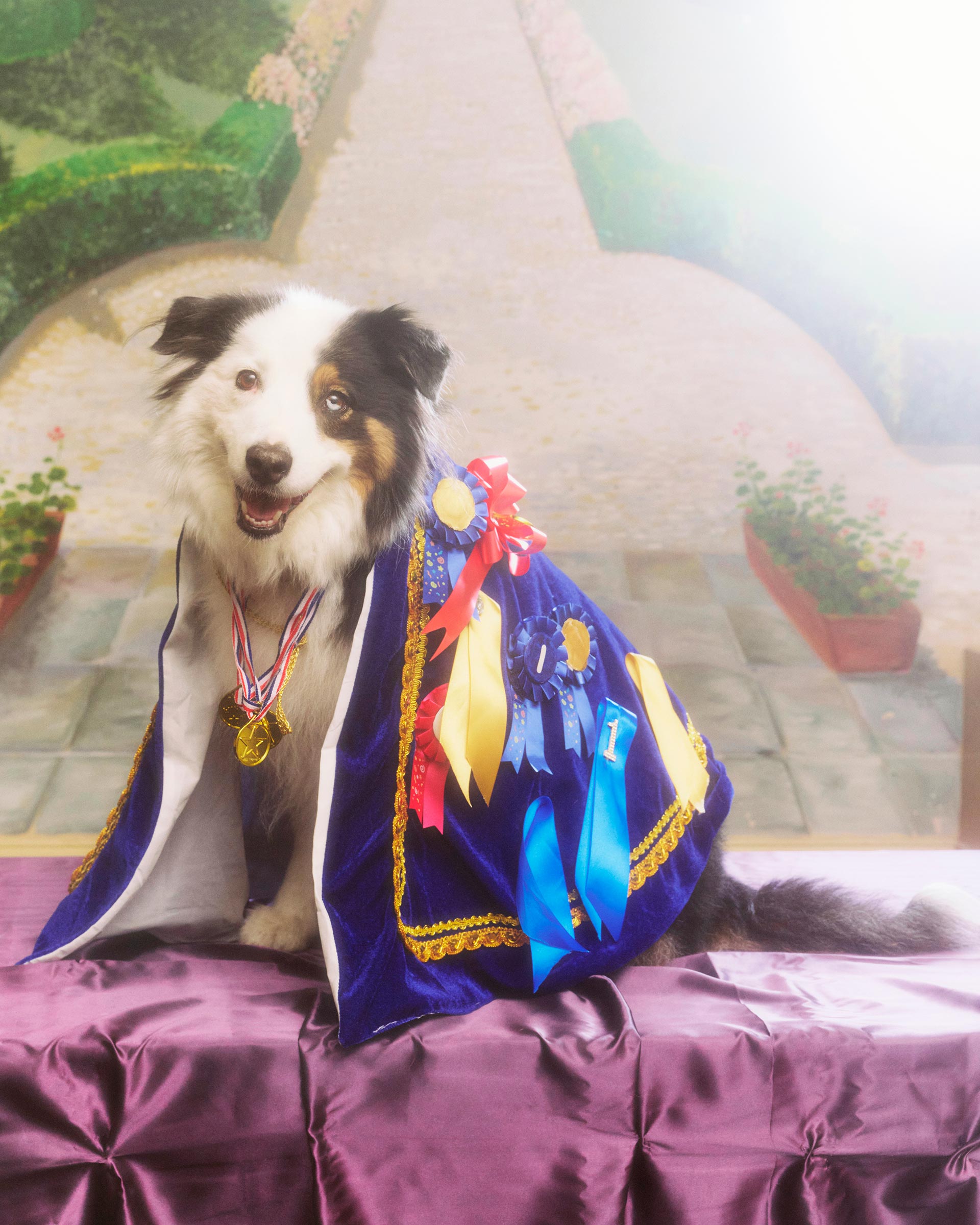 Dog show Personal work January, 2026 by  Jo Duck