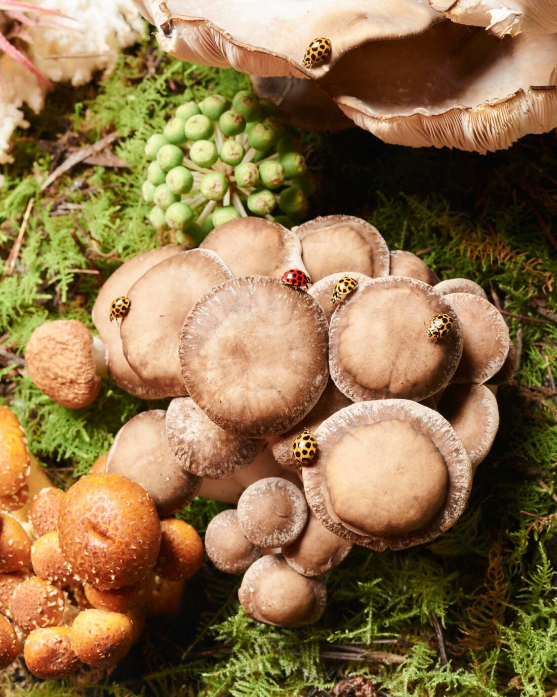 Hold Kingdom of Moonlight May, 2022 by Henry King 