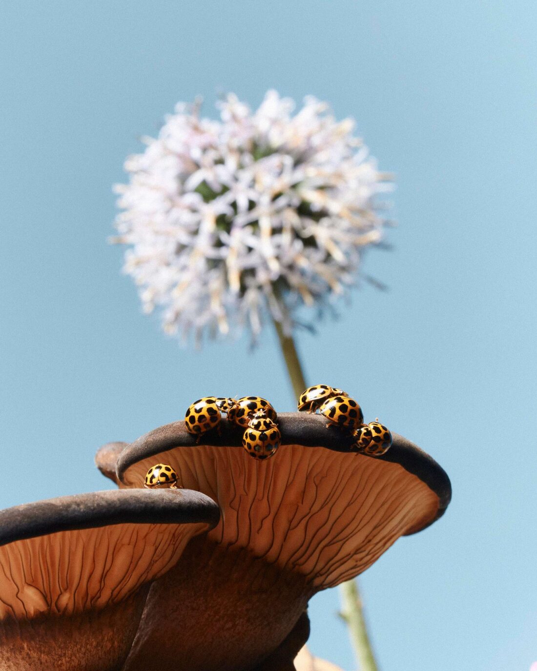 Hold Kingdom of Moonlight May, 2022 by Henry King 