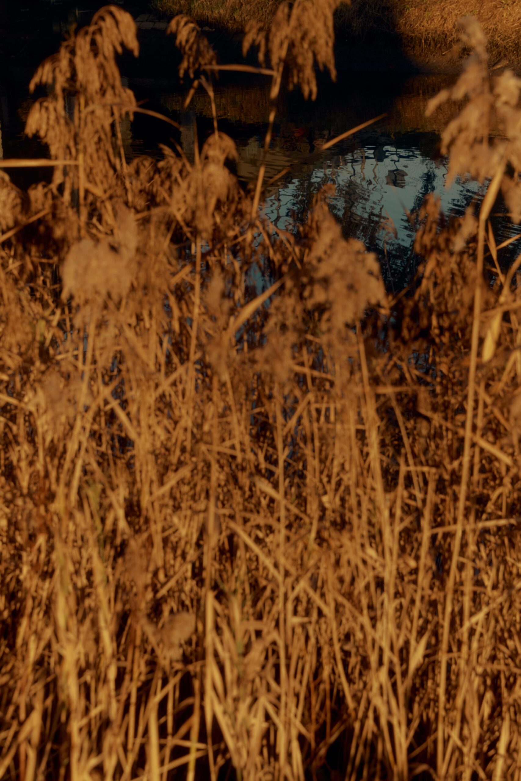 Right Angle Commission February, 2026 by  Lilli Waters