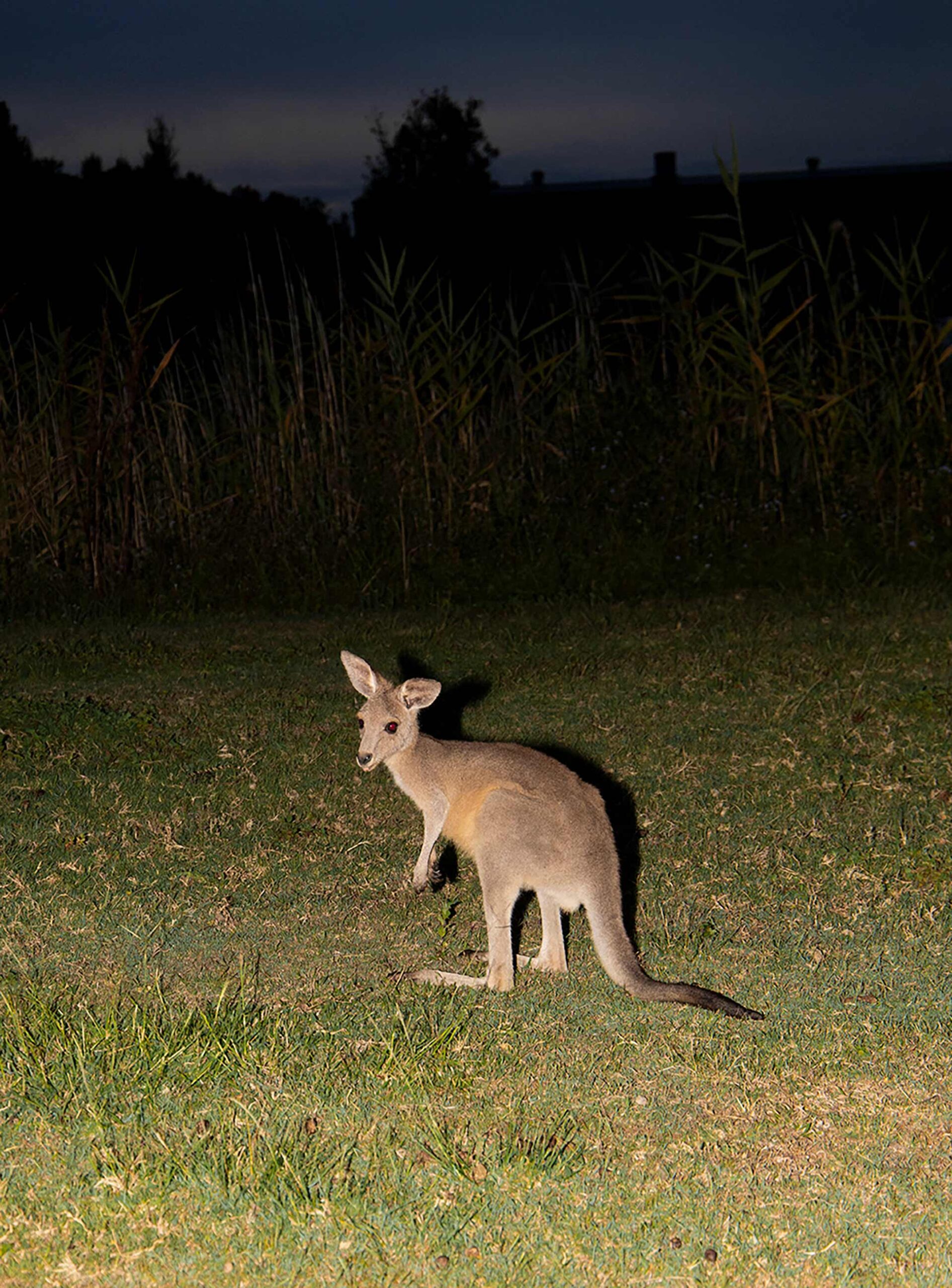More Or Less Outback and Beyond November, 2023 by  Zac Bayly