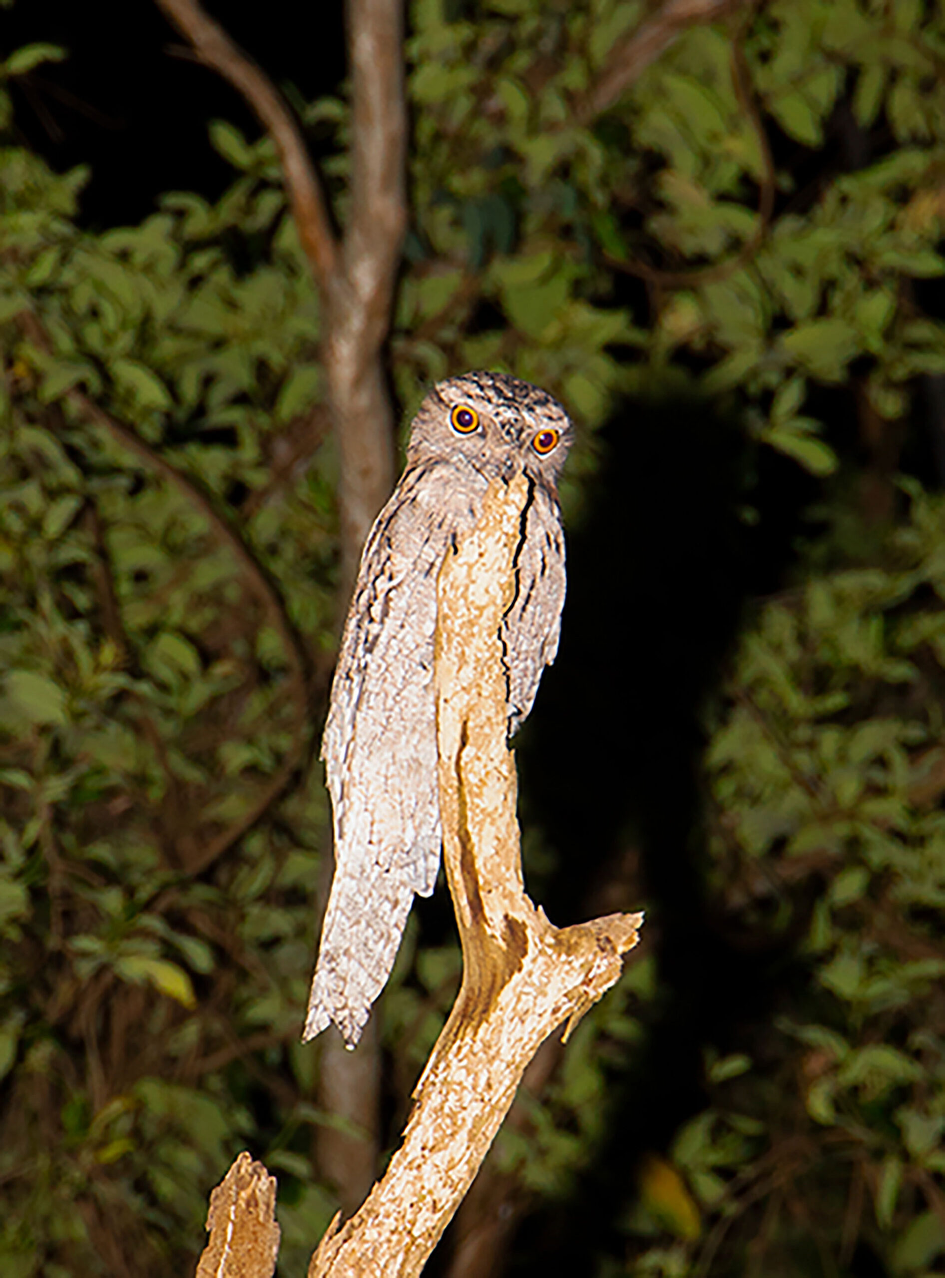 More Or Less Outback and Beyond November, 2023 by  Zac Bayly