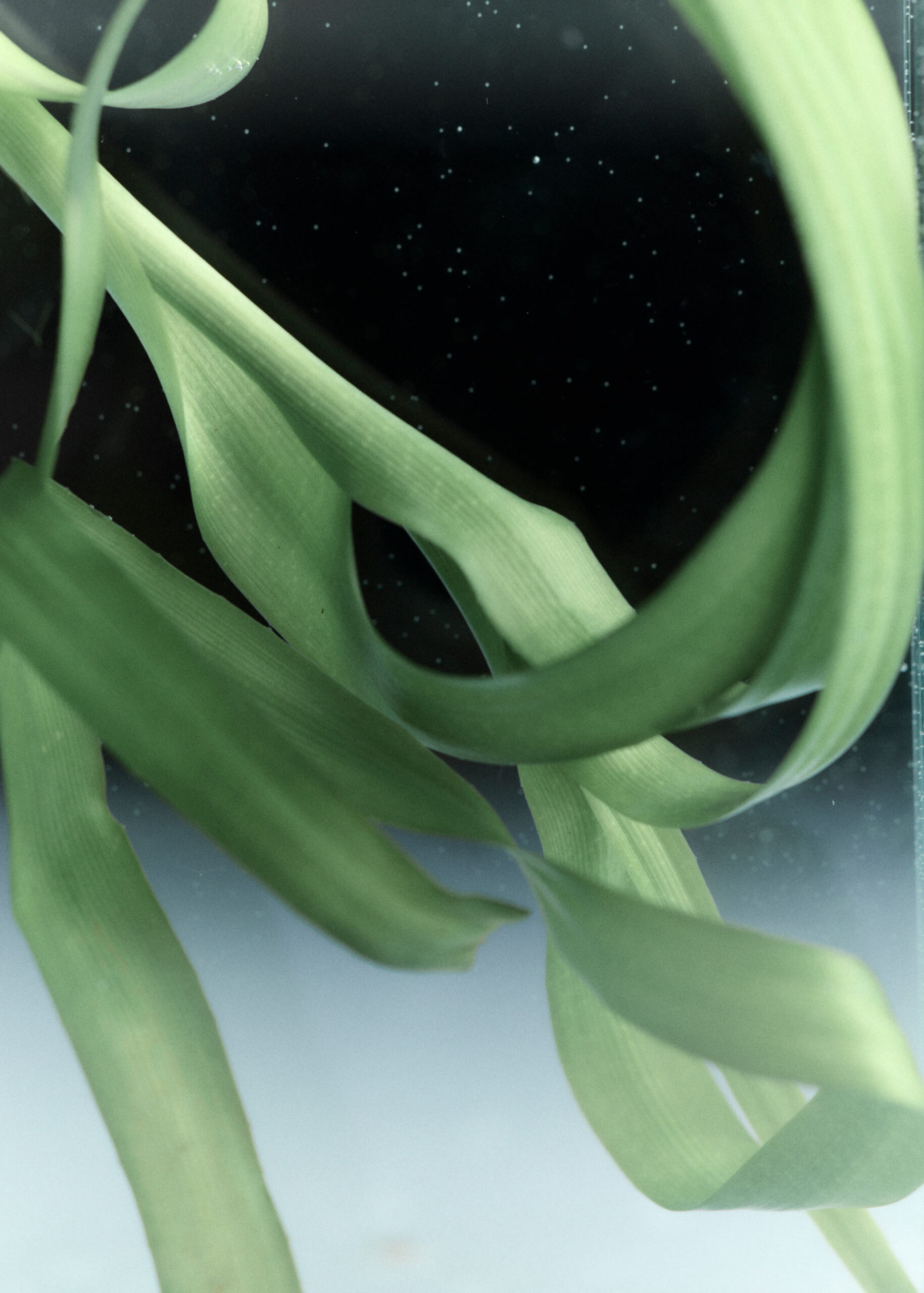 REOME SS26 January, 2026 by  Rahel Weiss